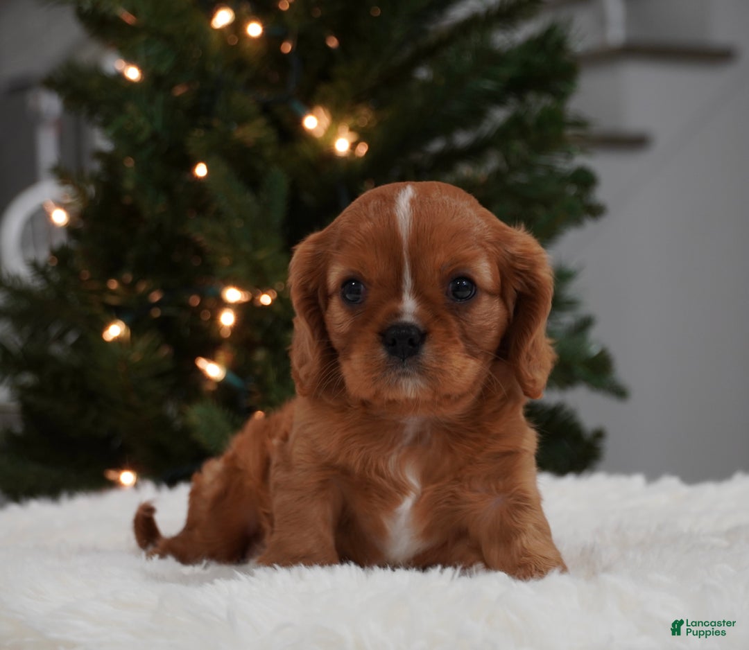 Cavalier King Charles Spaniel dogs for sale: Charolette  - Ad 2