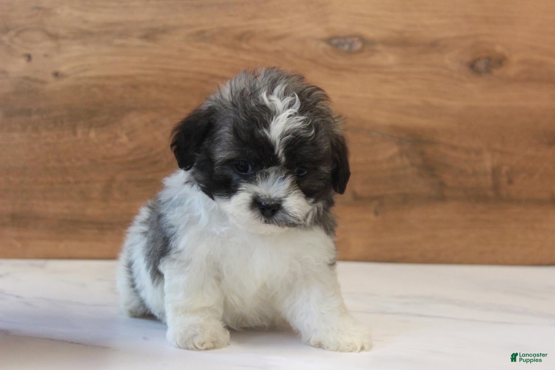 Ophelia (Shichon, Female) in Coshocton, OH