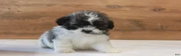 Teddy Bear dogs for sale: Ophelia - Ad 1