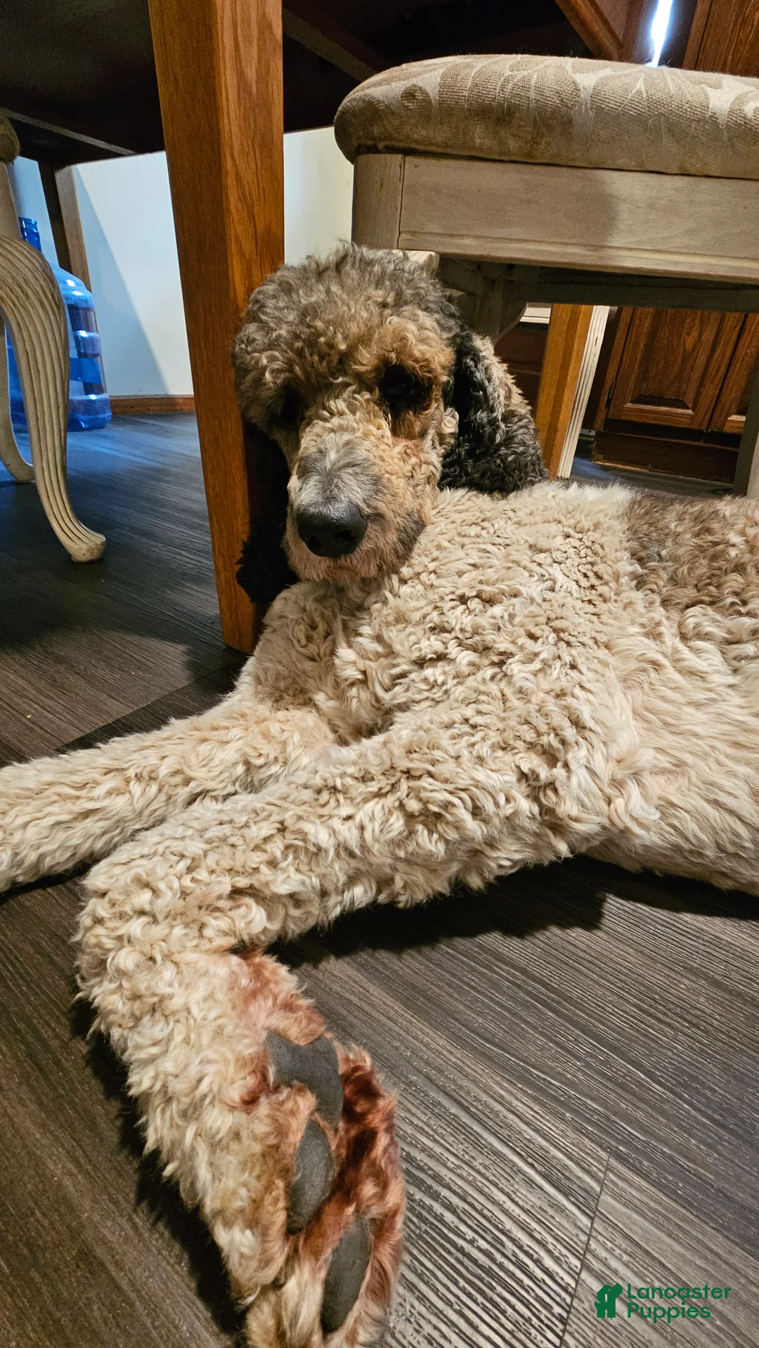 Standard Poodle dogs for stud: Standard Poodle 1 puppies - Ad 4