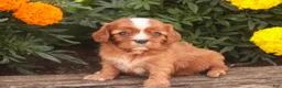 Cavalier King Charles Spaniel dogs for sale: Freddy Cavalier King Charles Spaniel  - Ad 4