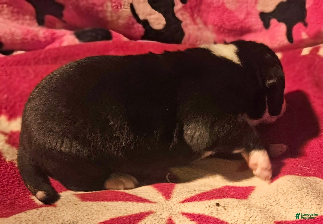 Border Collie dogs for sale: Earl - Ad 10