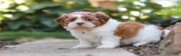 Shih Tzu dogs for sale: Goldie - Ad 4