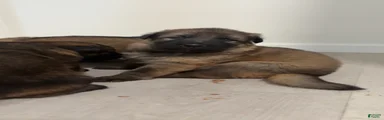 German Shepherd Puppy 4
