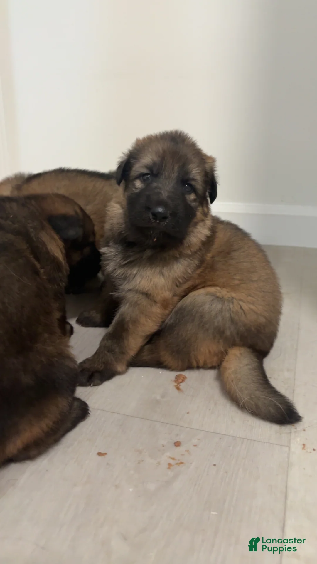 German Shepherd dogs for sale: German Shepherd Puppy 4 - Ad 1