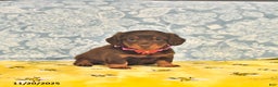 Miniature Dachshund dogs for sale: Precious - Ad 5