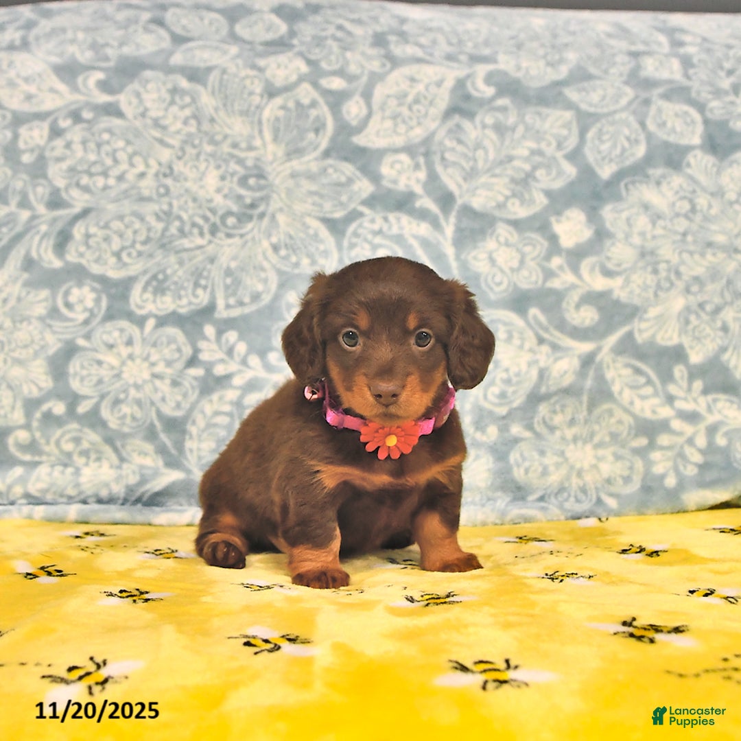 Miniature Dachshund dogs for sale: Precious - Ad 5