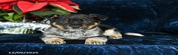 Australian Cattle Dog dogs for sale: Emerald - Ad 2