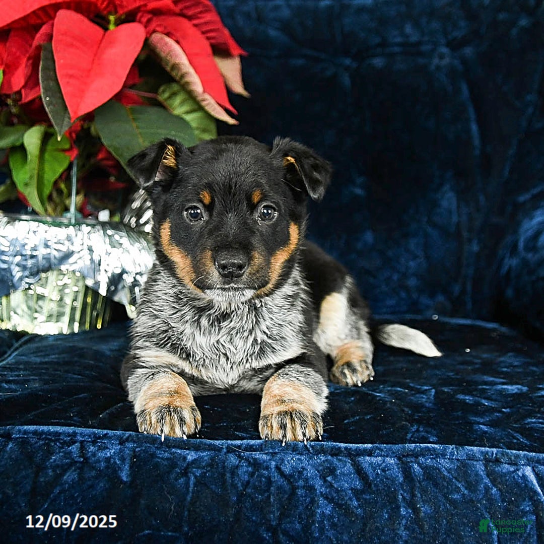 Australian Cattle Dog dogs for sale: Emerald - Ad 2
