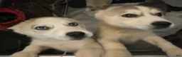 Siberian Husky dogs for sale: Cowboy - Ad 1