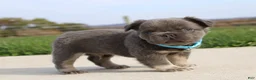 French Bulldog dogs for sale: Bingo - Ad 6