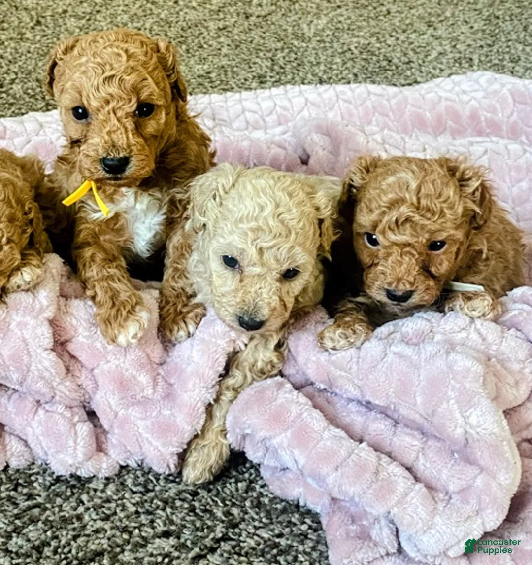 Toy Poodle dogs for sale: LITTLE ARCHIE - Ad 19