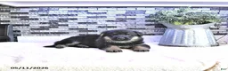 German Shepherd dogs for sale: Clover - Ad 4