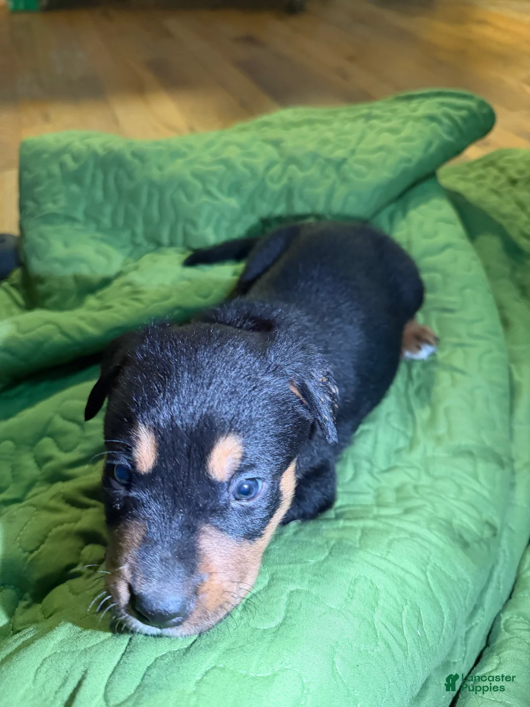 Mixed Breed dogs for sale: Zeus - Ad 2