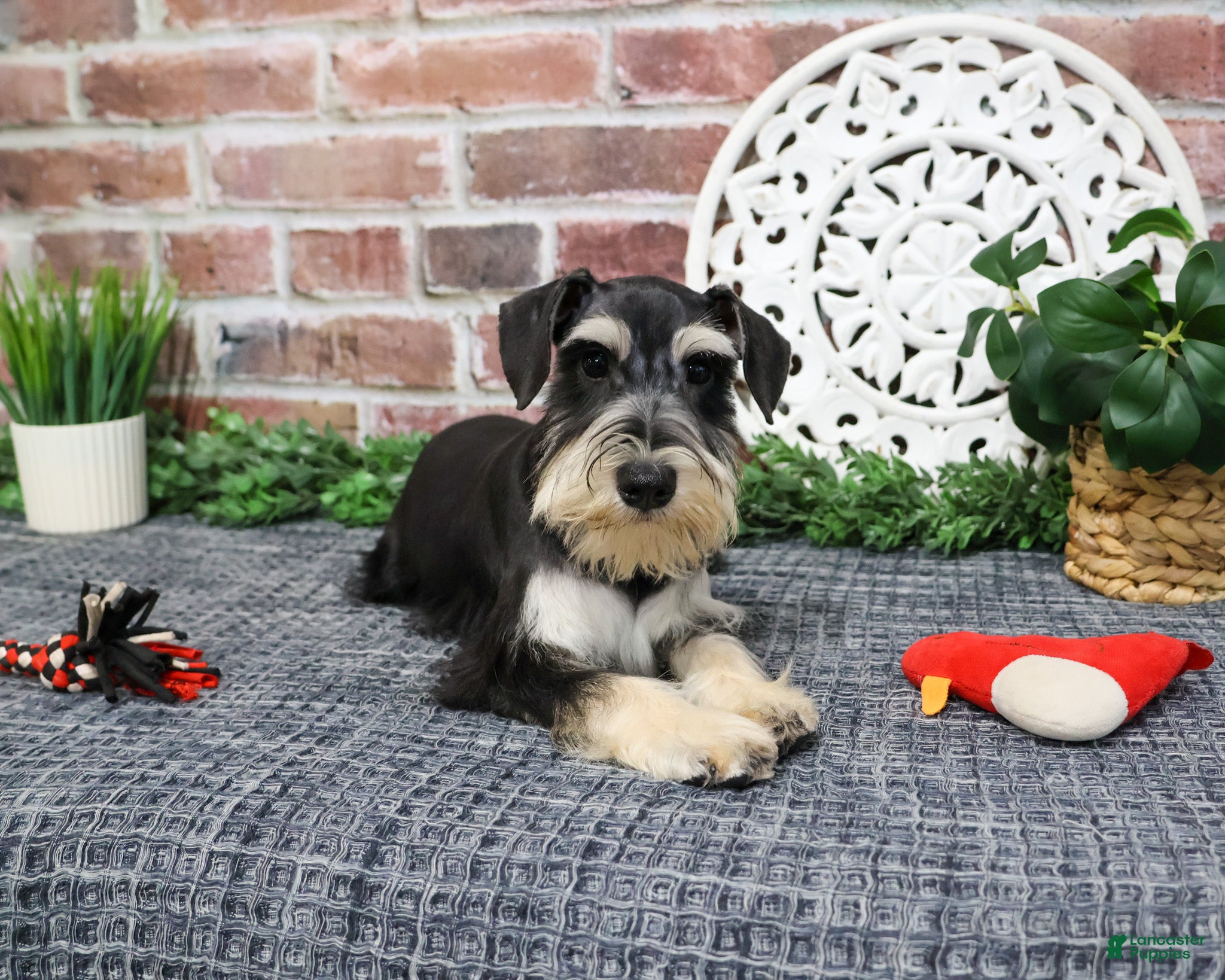 Miniature Schnauzer dogs Azriel  - Ad 2