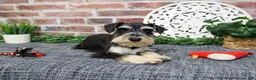 Miniature Schnauzer dogs for sale: Azriel  - Ad 2