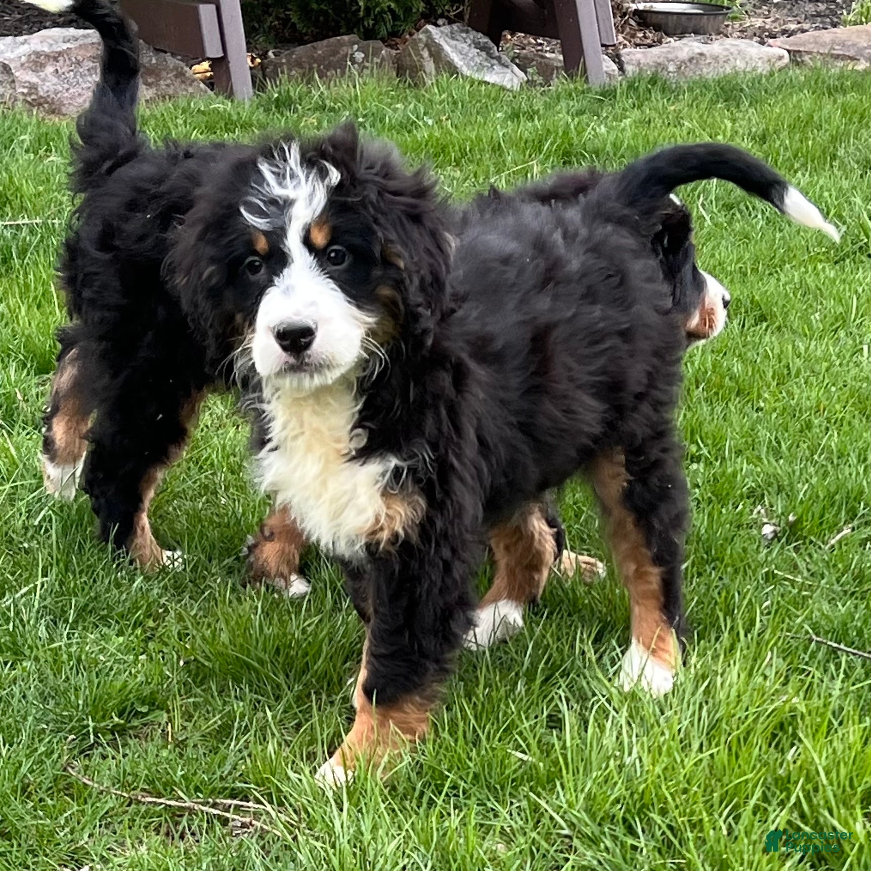 Bernedoodle dogs Sage - Ad 2