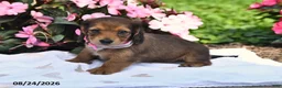 Miniature Dachshund dogs for sale: Sarah - Ad 3