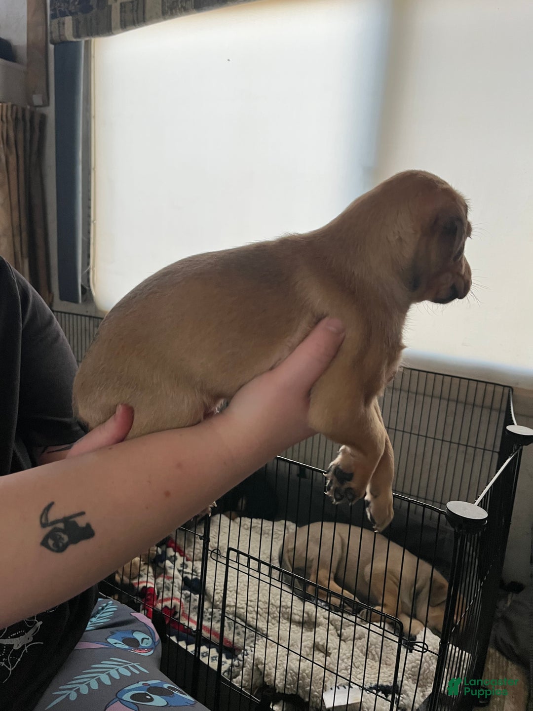 Mixed Breed dogs for sale: Mixed Breed Puppy 3 - Ad 10