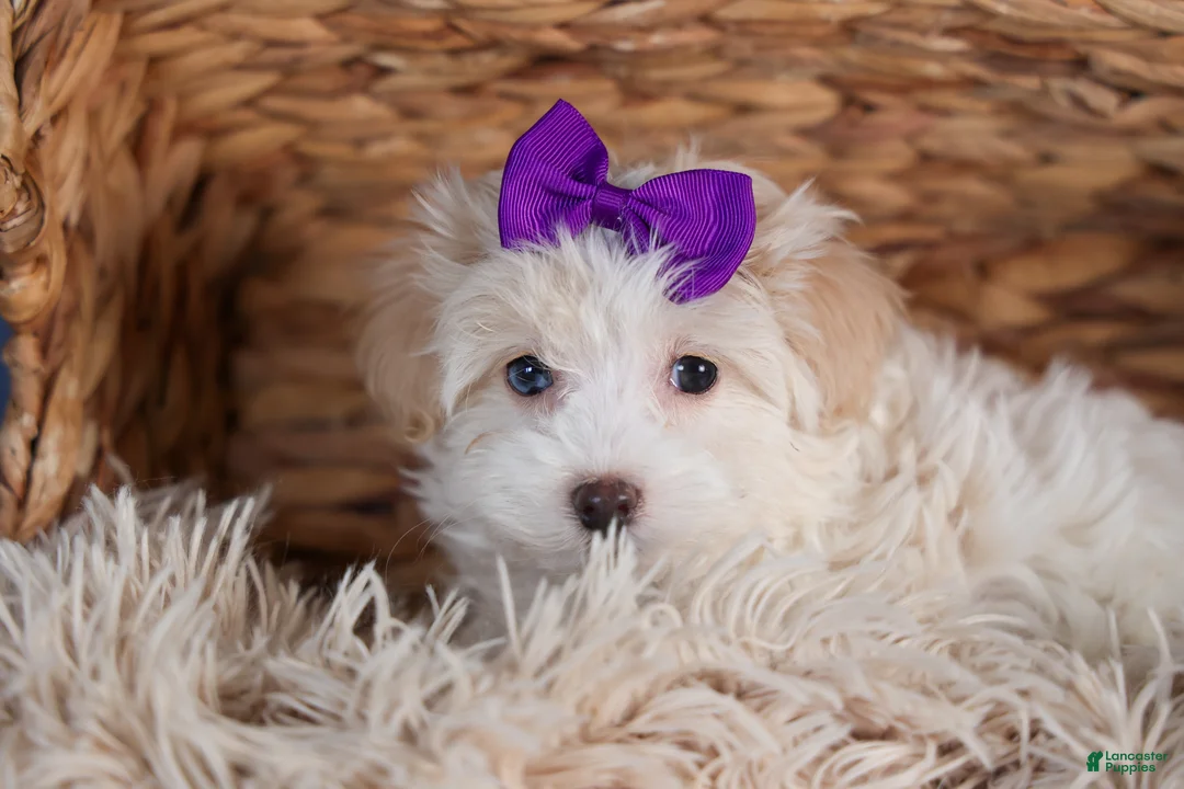 Havapoo dogs for sale: FANCY - Ad 2