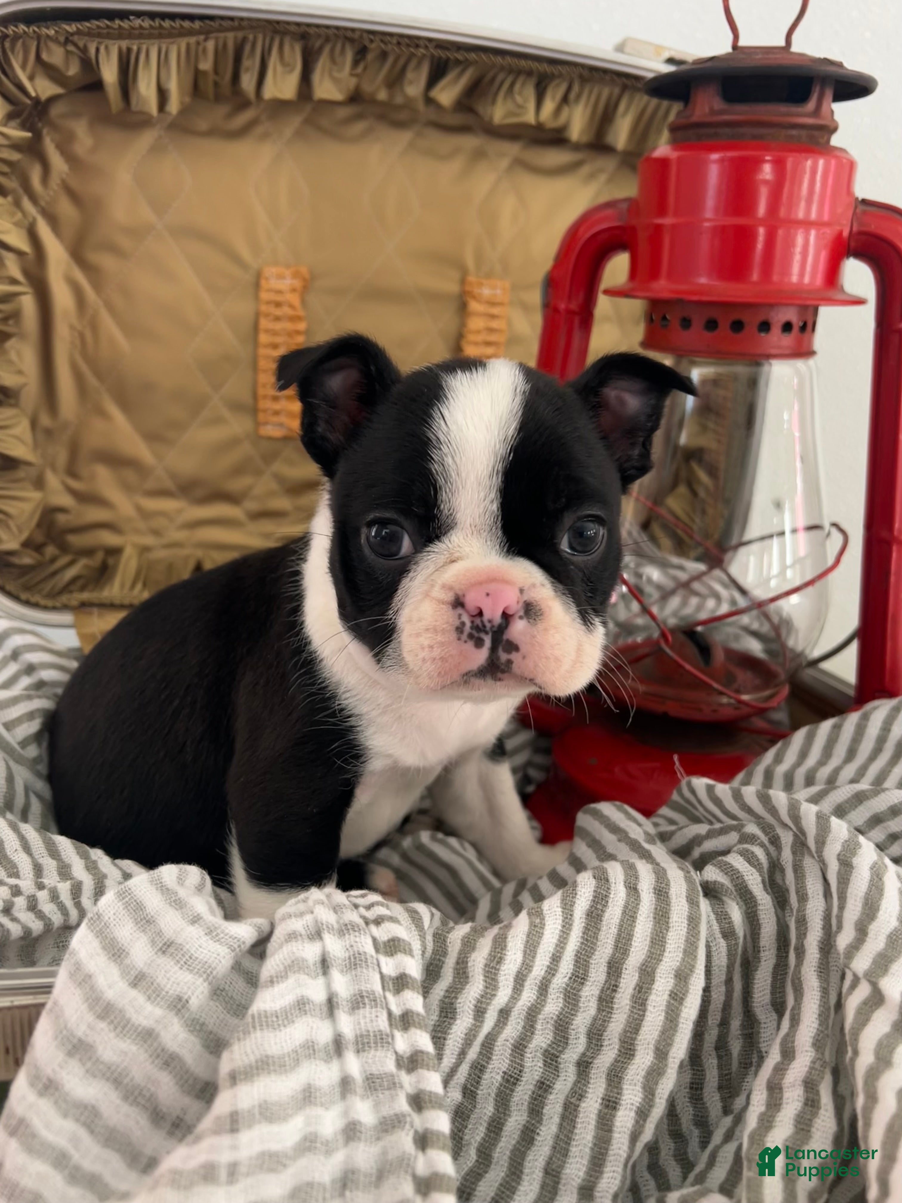 Boston Terrier dogs Silas - Ad 2