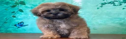 Teddy Bear dogs for sale: Froggy - Ad 3