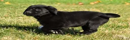 Labrador Retriever dogs for sale: Lacey - Ad 14