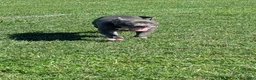 American Bully dogs for sale: Venus - Ad 22