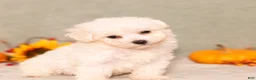 Bichon Frise dogs for sale: Quie - Ad 2