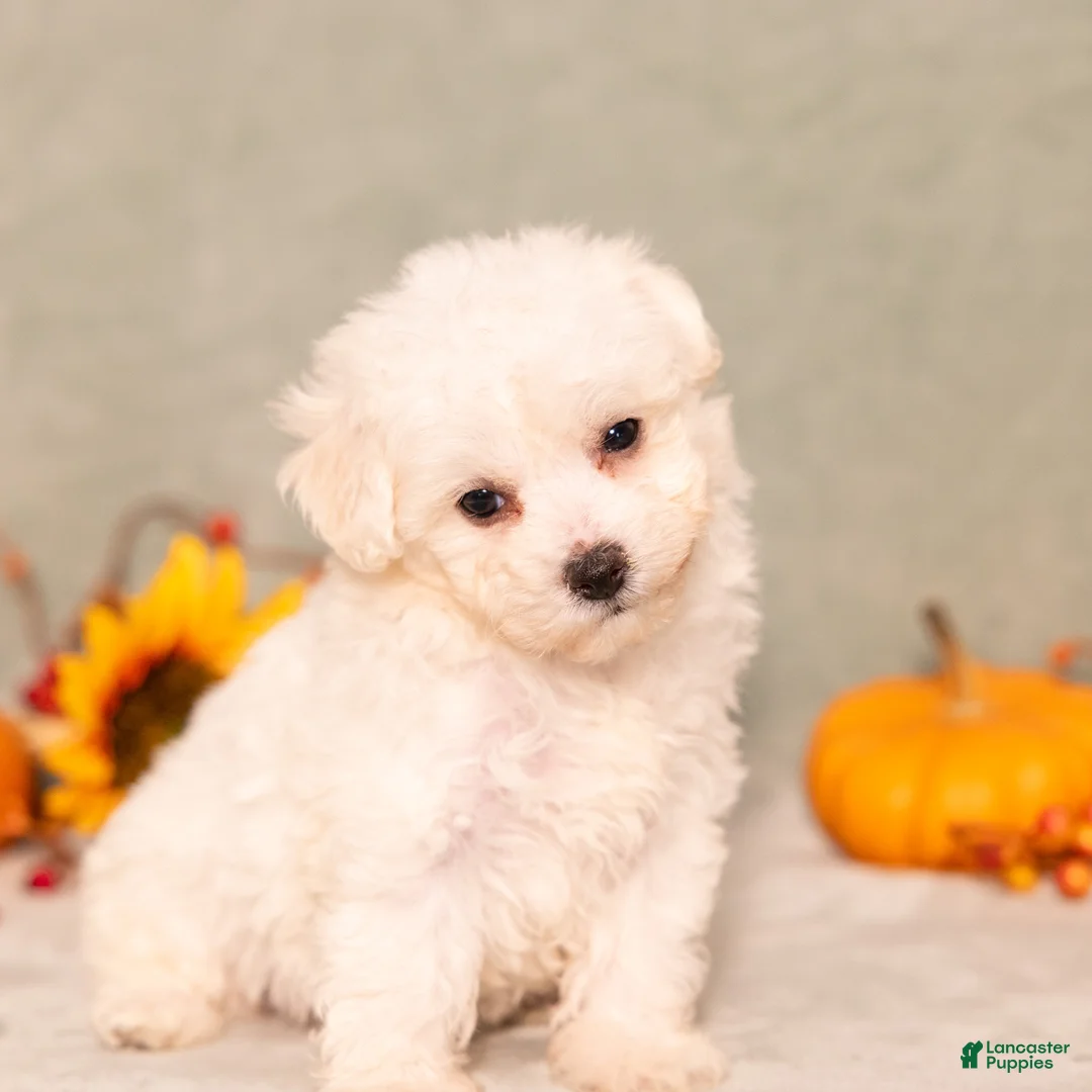 Bichon Frise dogs for sale: Quie - Ad 2