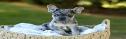 French Bulldog dogs for sale: Chase - Blue Merle - Ad 9