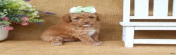 Cavapoo dogs for sale: Rosie - Ad 5