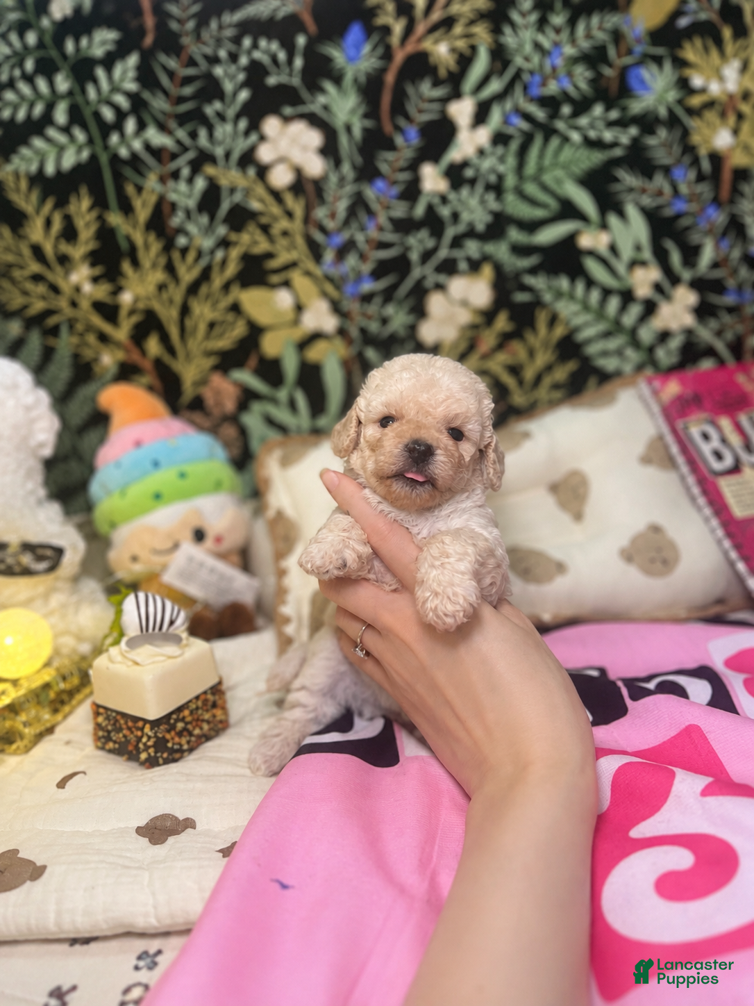 Toy Poodle dogs for sale: Vincent  - Ad 4