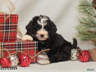 Mini Bernedoodle dogs Cooper - Ad 38