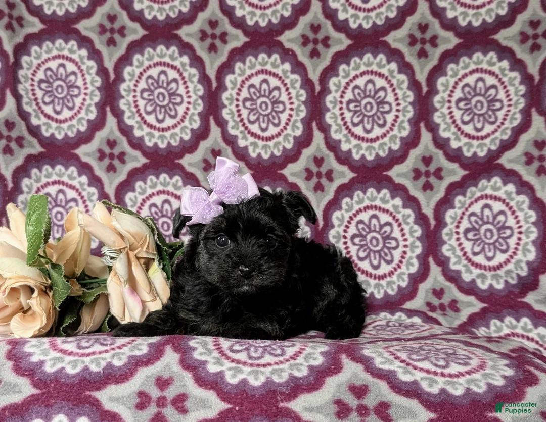 Yorkiepoo dogs for sale: Jolie - Ad 5