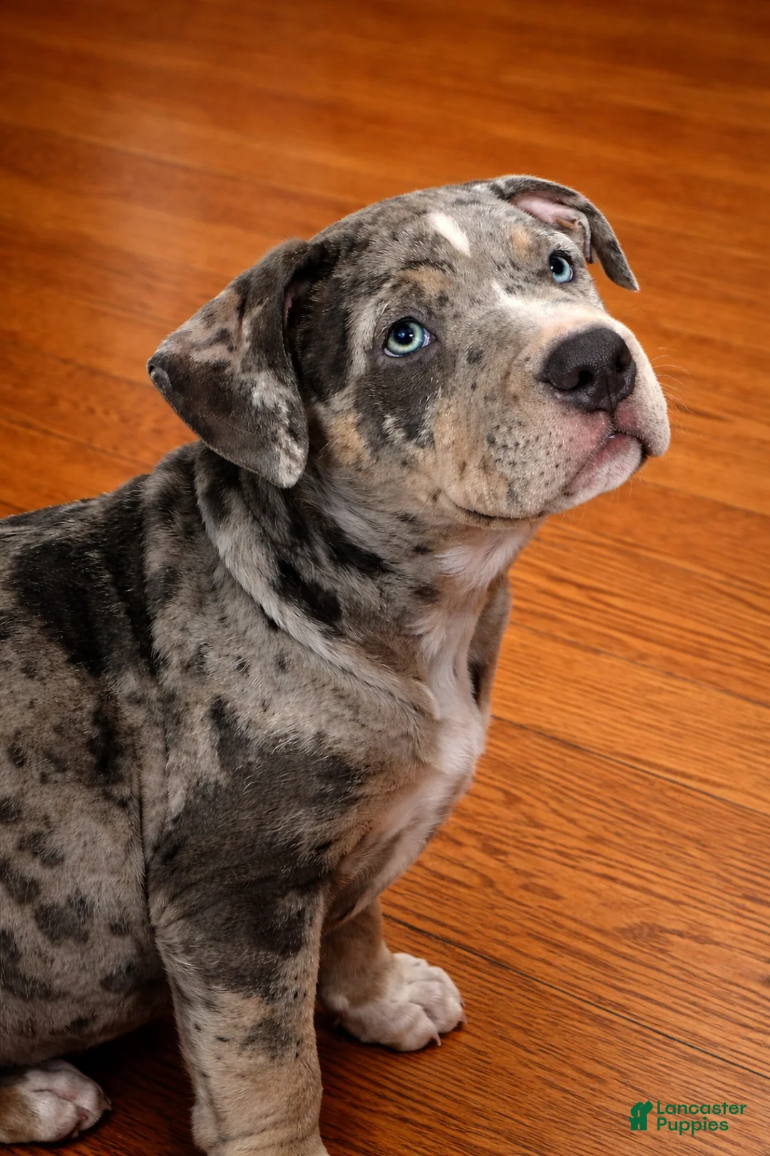 American Bully dogs for sale: Norman - Ad 1