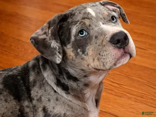 American Bully dogs for sale: Norman - Ad 4