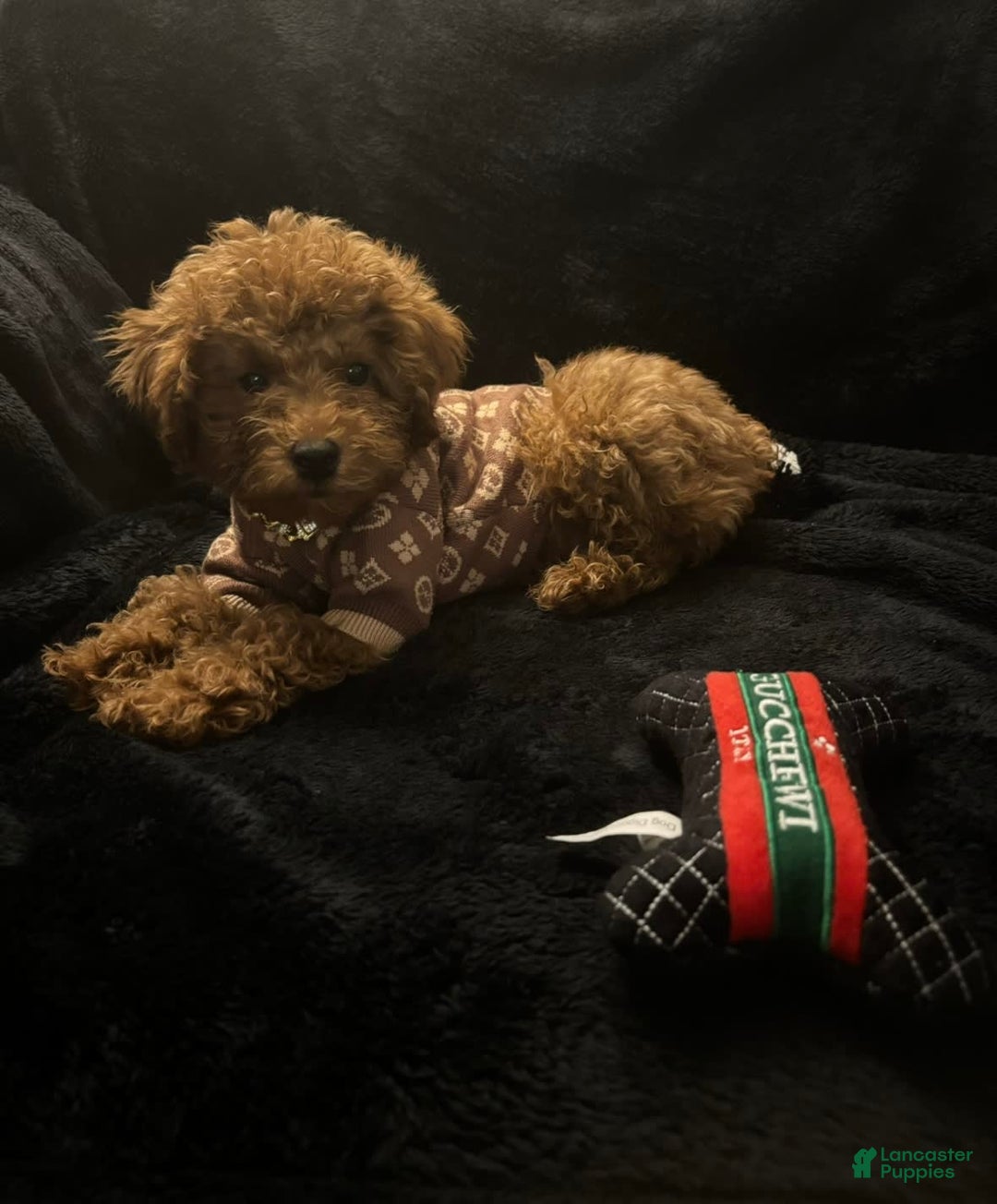 Gallery Image {{count}}