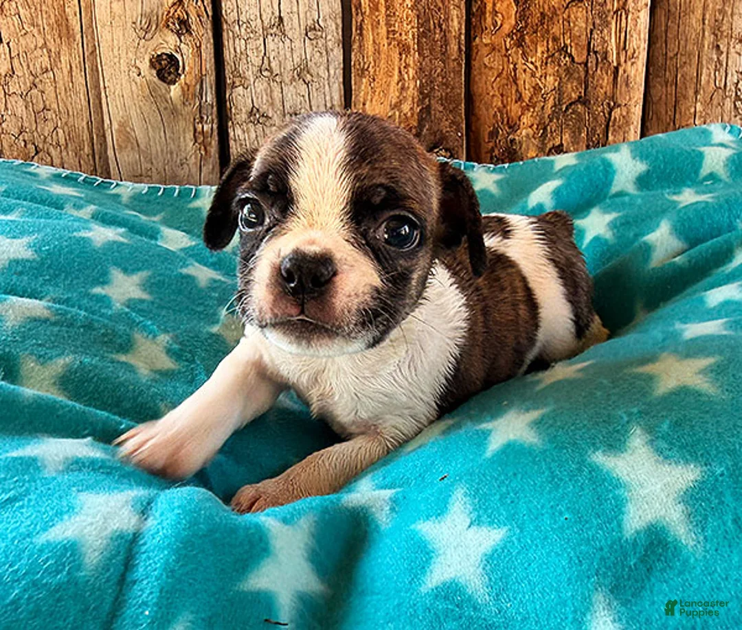Frenchton dogs for sale: Raspberry - Ad 2