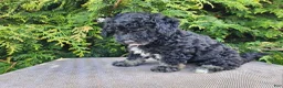 Mini Bernedoodle dogs for sale: Mia - Ad 13