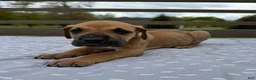 Great Dane dogs for sale: Gemelli (Pink) - Ad 6