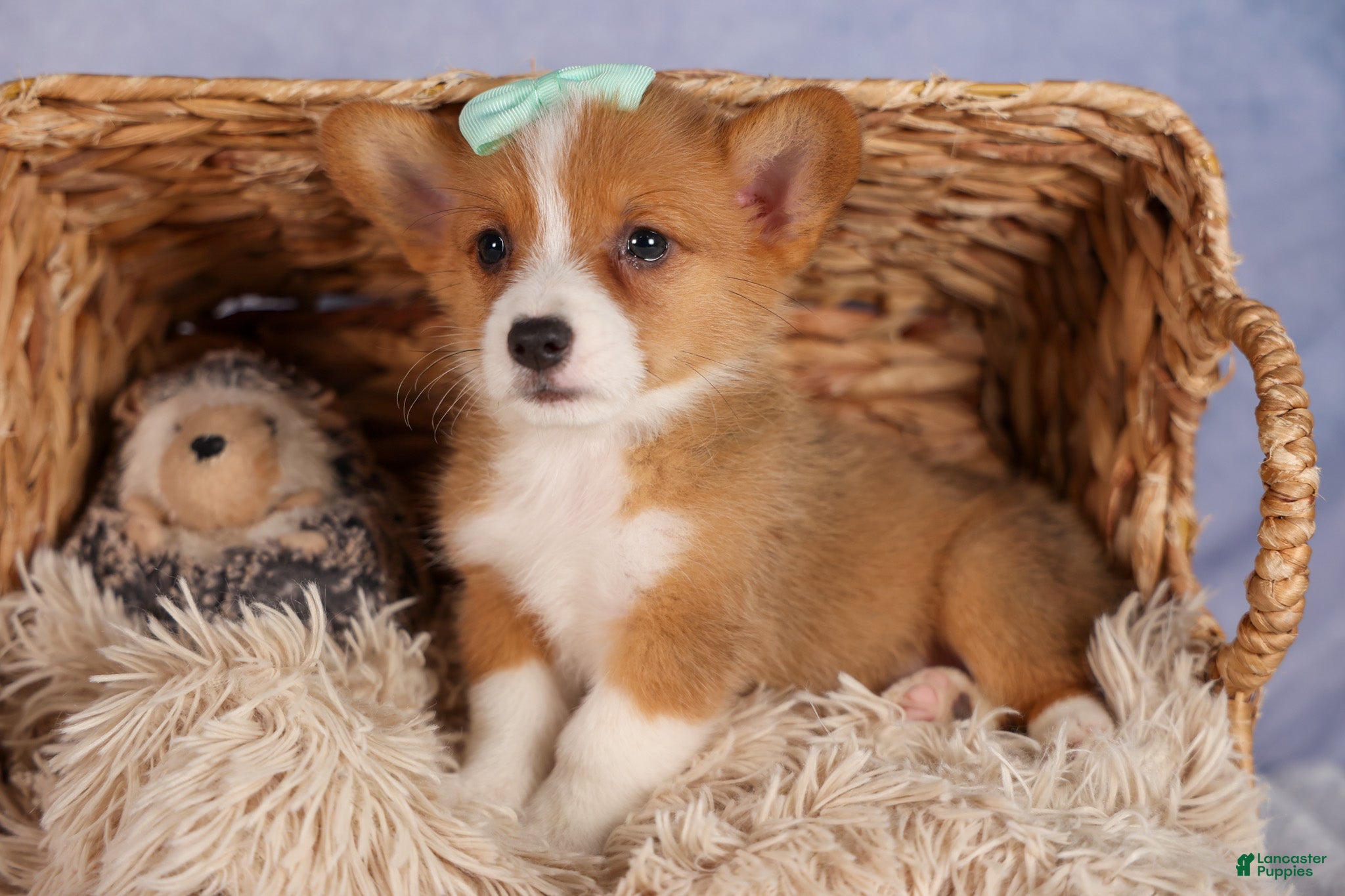 Welsh Corgi Pembroke dogs Bently💙 - Ad 2