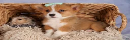 Welsh Corgi Pembroke dogs for sale: Bently💙 - Ad 4