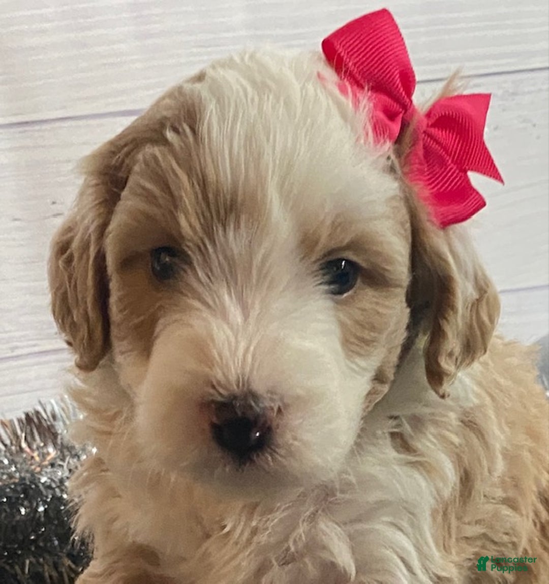 Mini Bernedoodle dogs for sale: Sandy - Ad 3