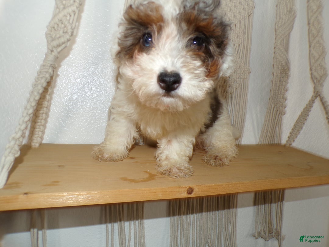 Toy Poodle dogs for sale: Toy Poodle Puppy 1 Kingson - Ad 3