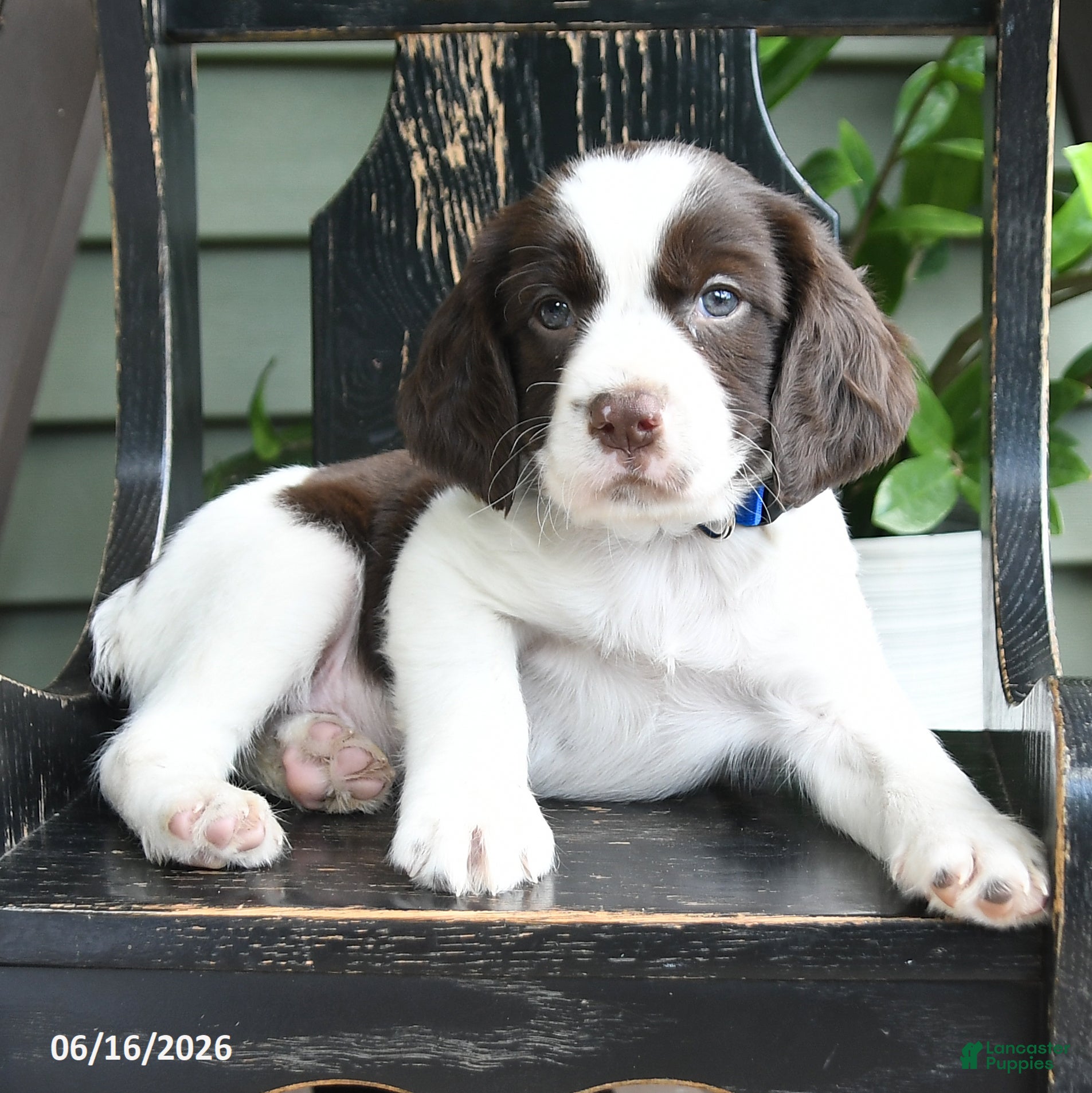 English Springer Spaniel dogs Lancing - Ad 2