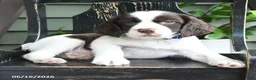 English Springer Spaniel dogs for sale: Lancing - Ad 2