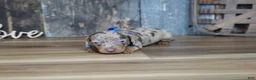 Miniature Dachshund dogs for sale: Whitt - Ad 2