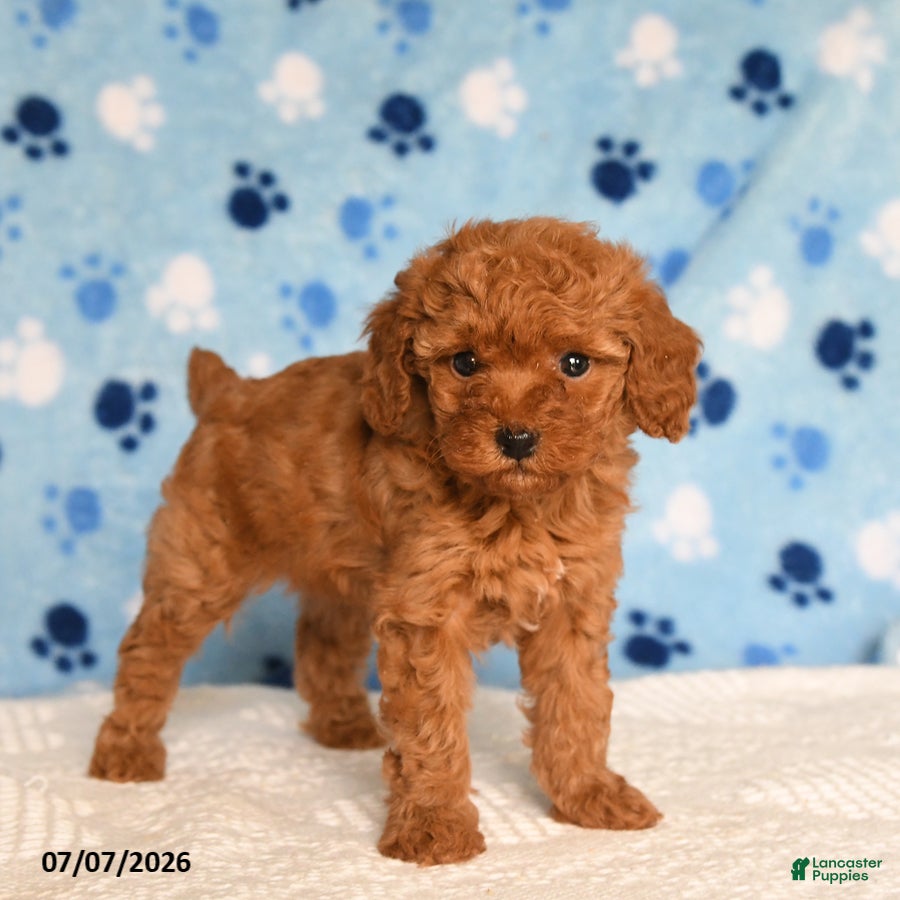 Mixed Breed dogs Berry - Ad 2