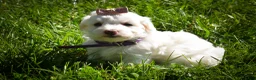 Maltese dogs for sale: Diamond🎀 - Ad 5